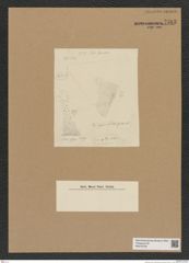Diatomeae indet. Zeichnungen Sammlung Grunow Nr. 7583 (NHMW-BOT-W0376739)